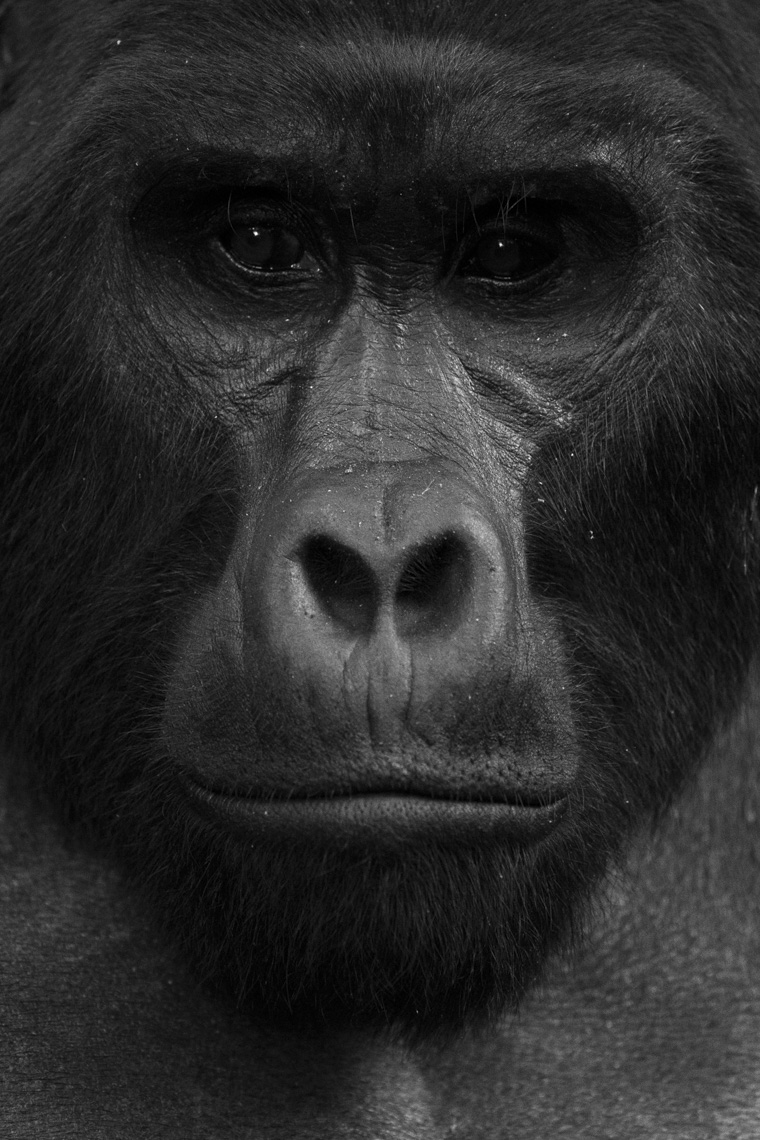 calla_fleischer_01_resize_small_gorillas_Africa2017
