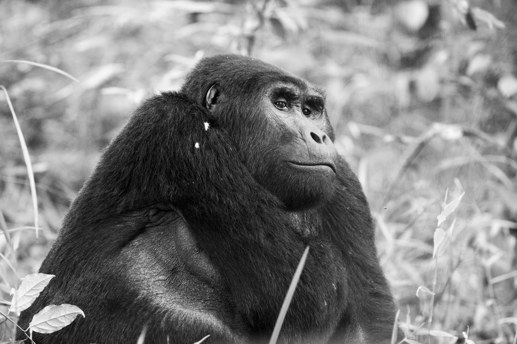 calla_fleischer_02_resize_small_gorillas_Africa2017