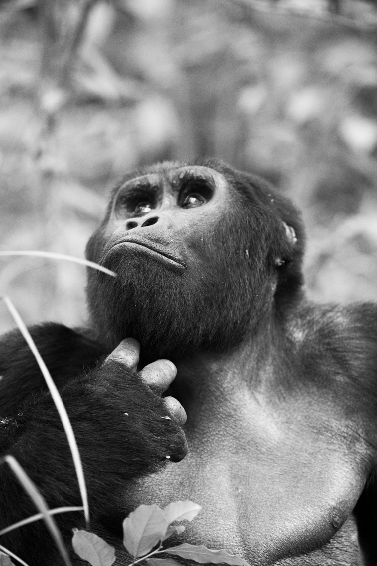 calla_fleischer_03_resize_small_gorillas_Africa2017