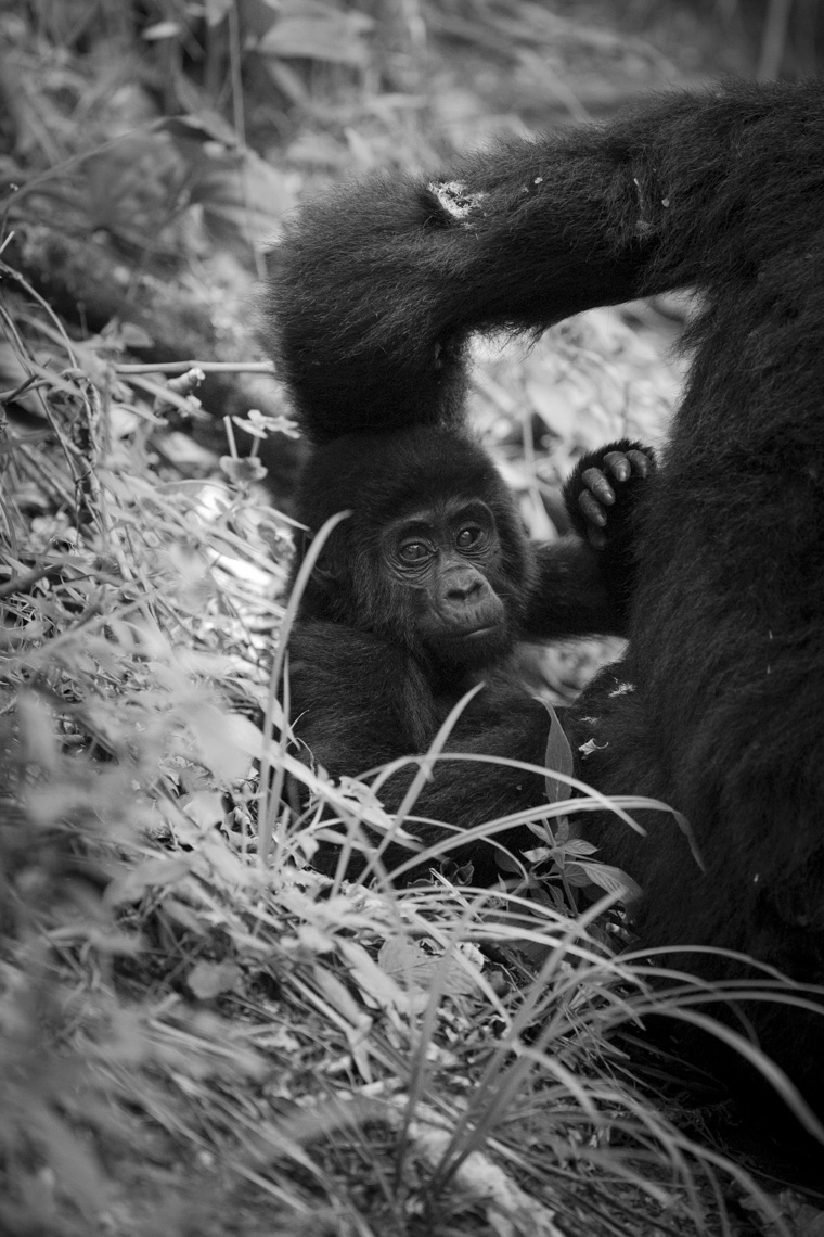 calla_fleischer_04_resize_small_gorillas_Africa2017