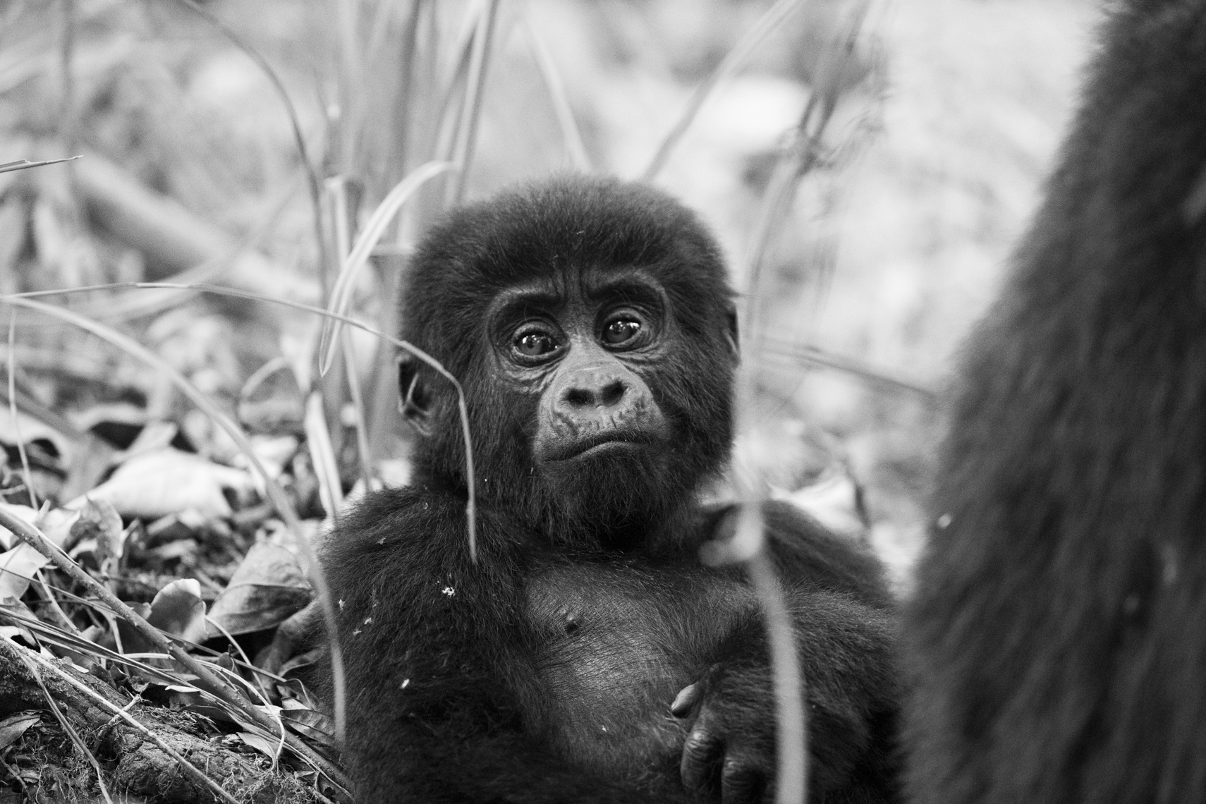calla_fleischer_05_resize_small_gorillas_Africa2017