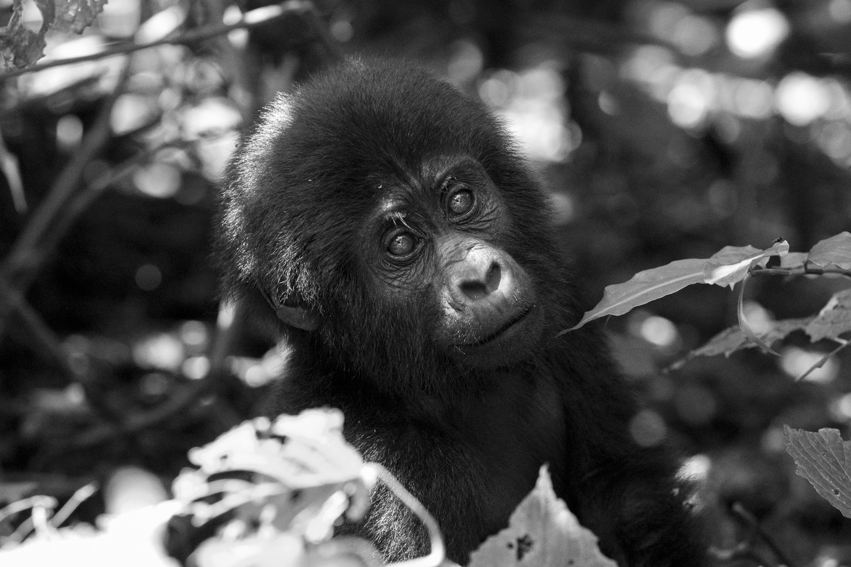 calla_fleischer_06_resize_small_gorillas_Africa2017