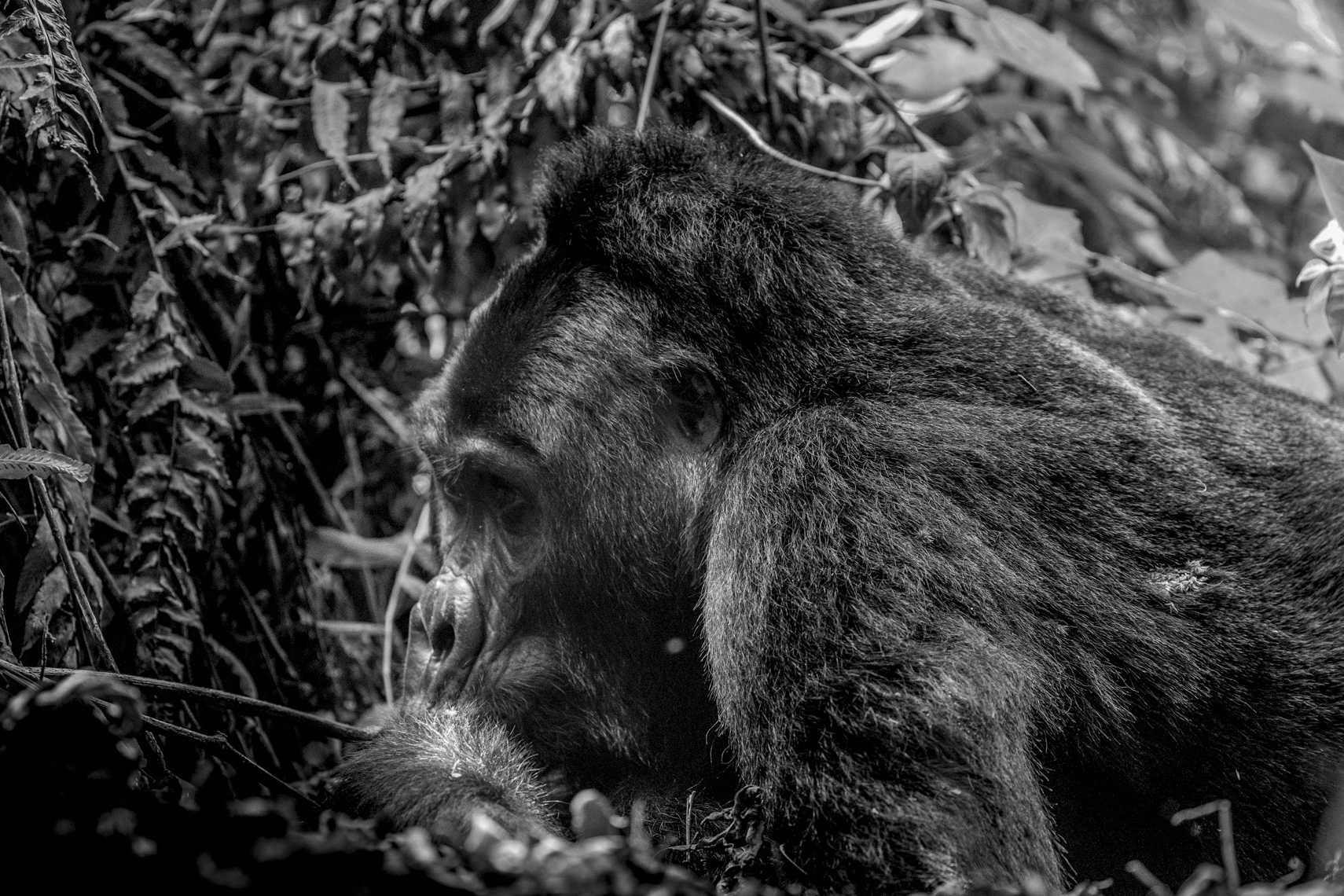 calla_fleischer_07_resize_small_gorillas_Africa2017