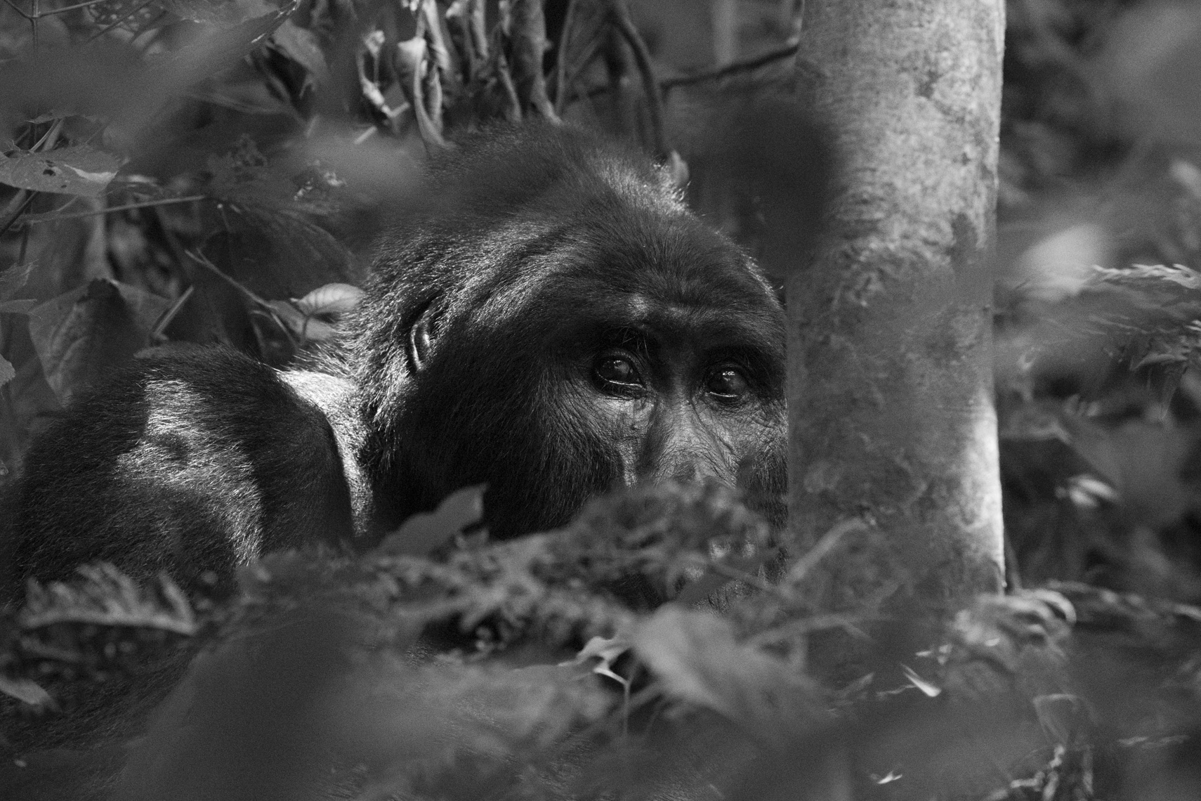 calla_fleischer_08_resize_small_gorillas_Africa2017