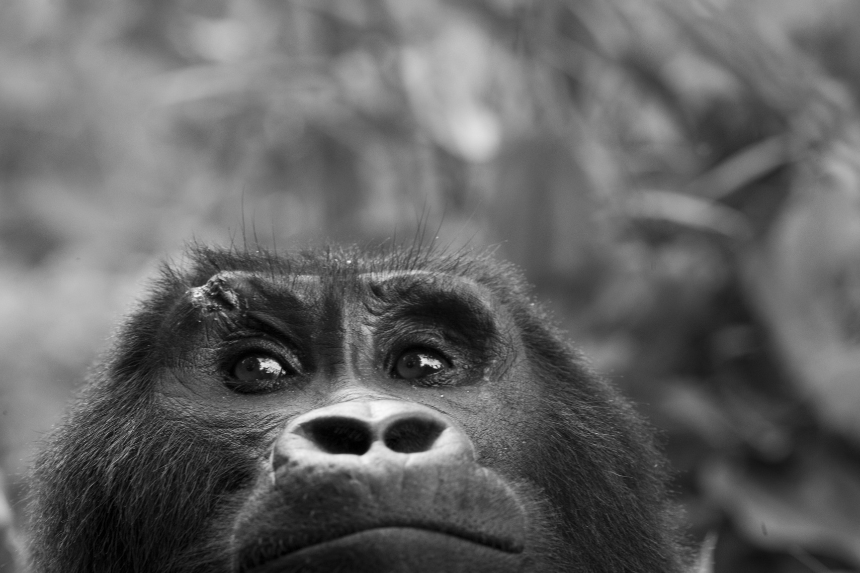 calla_fleischer_10_resize_small_gorillas_Africa2017
