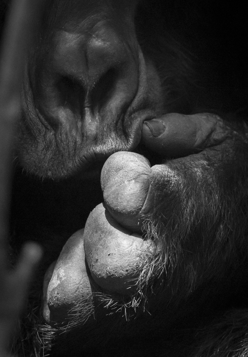 calla_fleischer_11_resize_small_gorillas_Africa2017