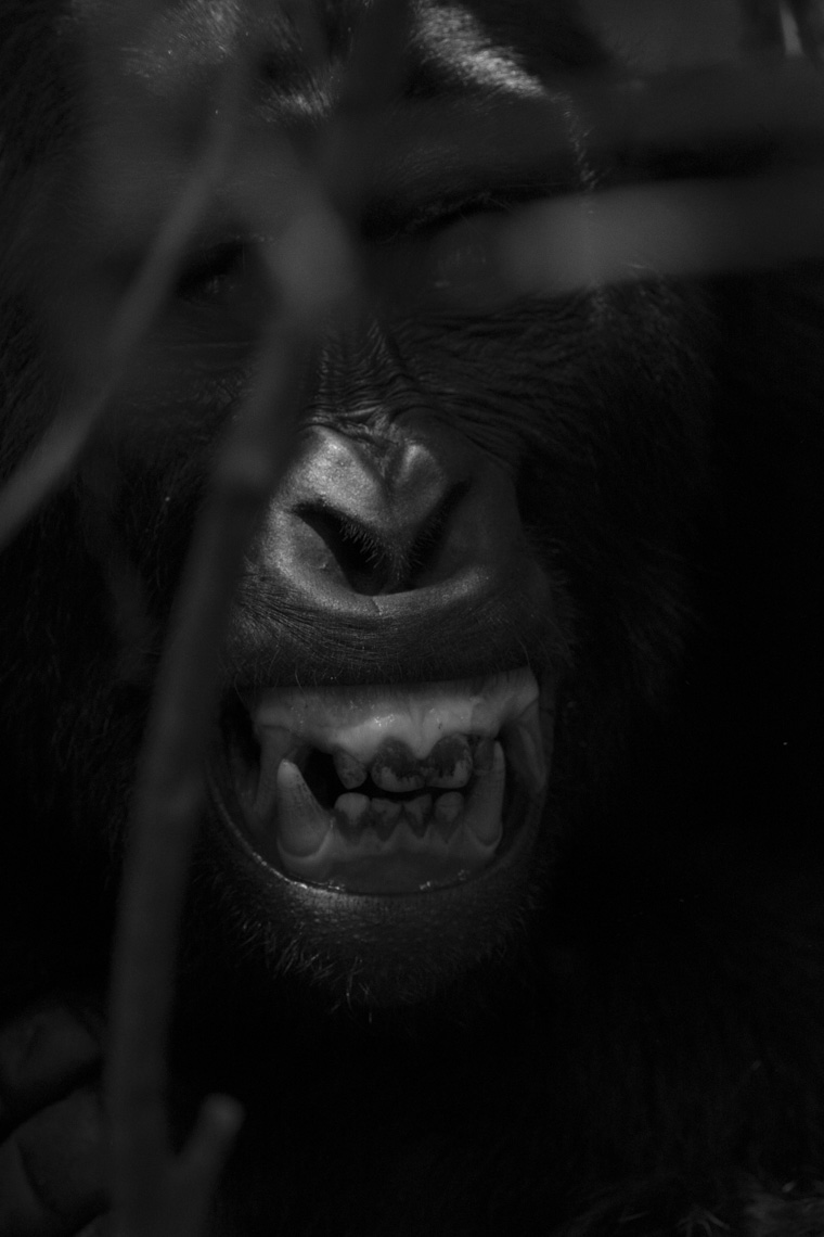 calla_fleischer_13_resize_small_gorillas_Africa2017