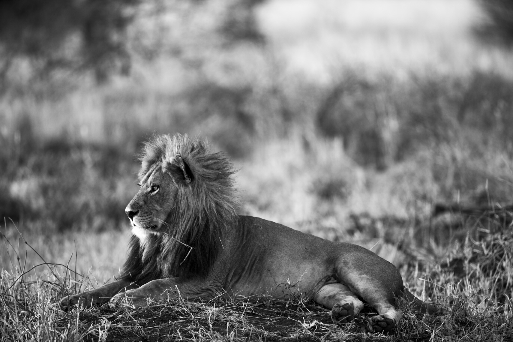 calla_fleischer_14_resize_small_b_w_Africa2017