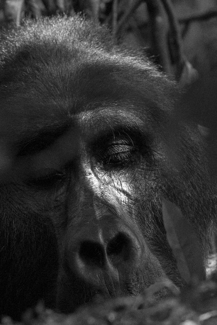 calla_fleischer_14_resize_small_gorillas_Africa2017