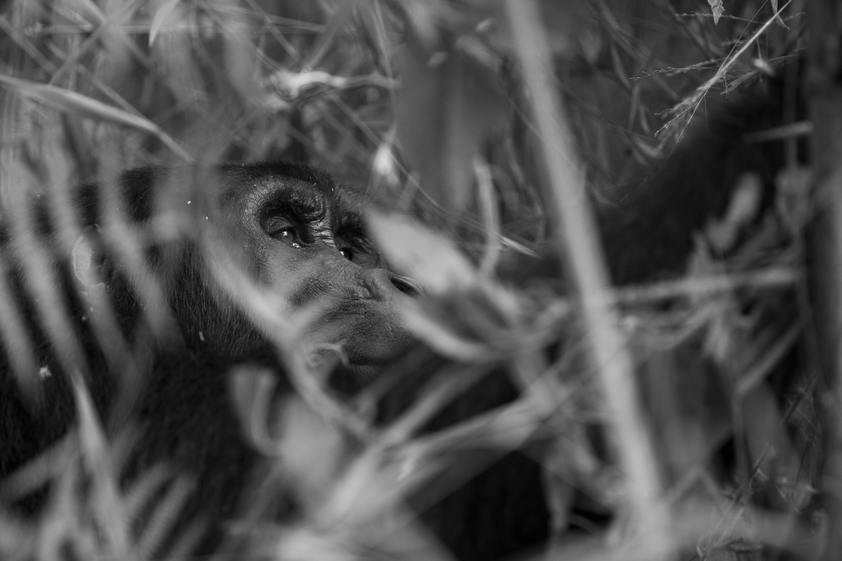 calla_fleischer_19_resize_small_gorillas_Africa2017