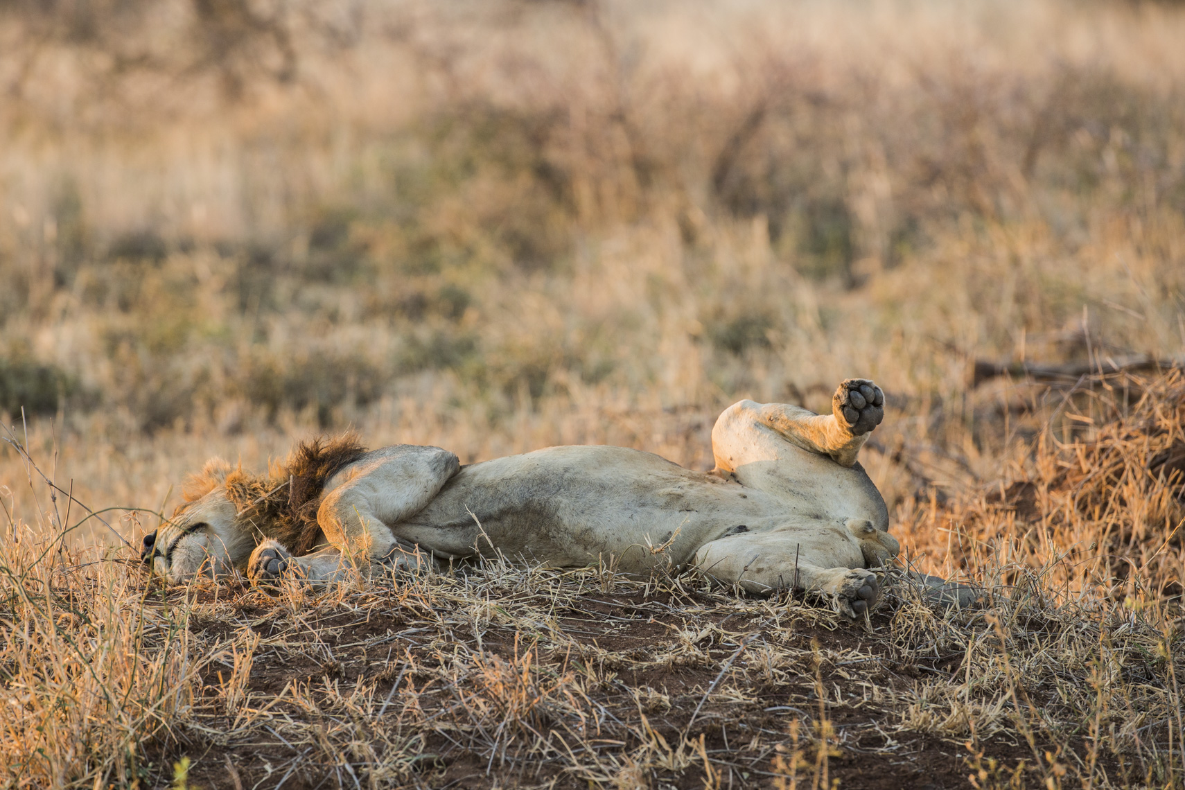 calla_fleischer_20_resize_small_color_Africa2017