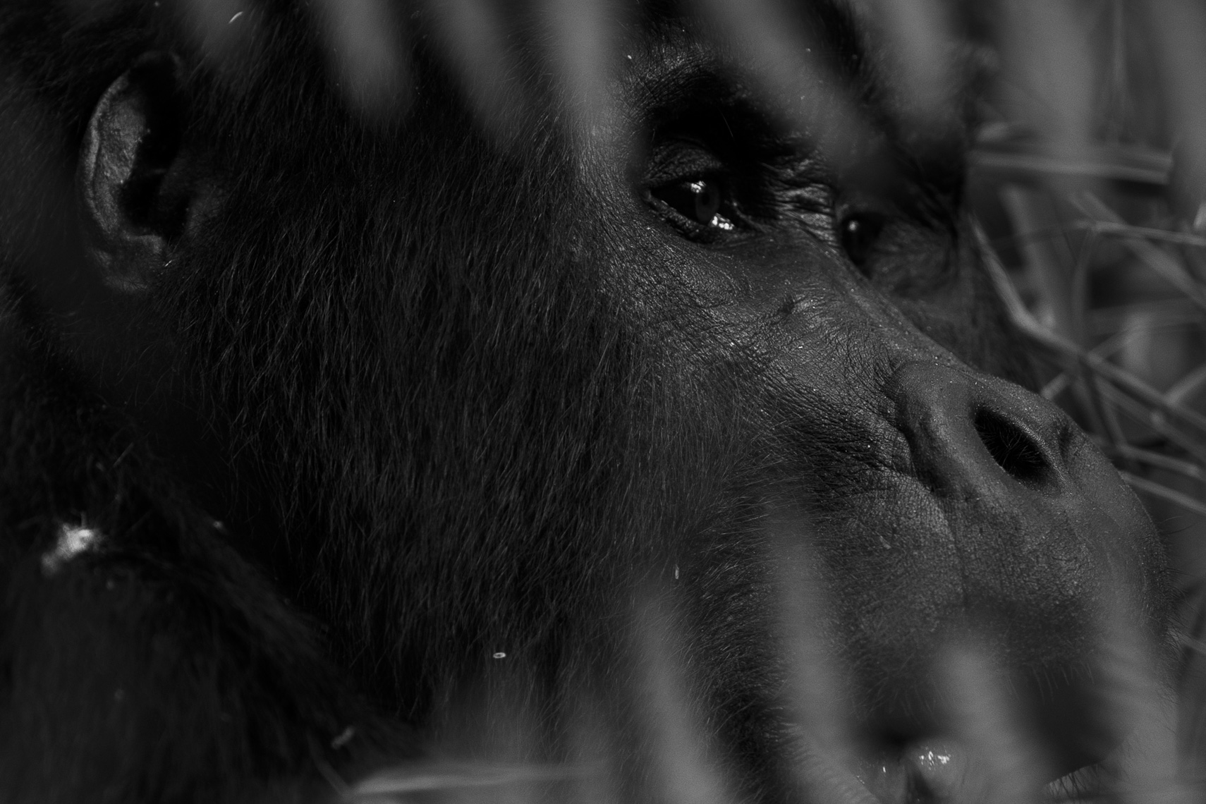 calla_fleischer_21_resize_small_gorillas_Africa2017