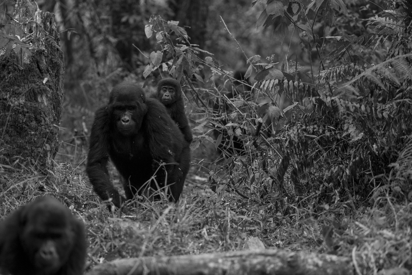 calla_fleischer_22_resize_small_gorillas_Africa2017